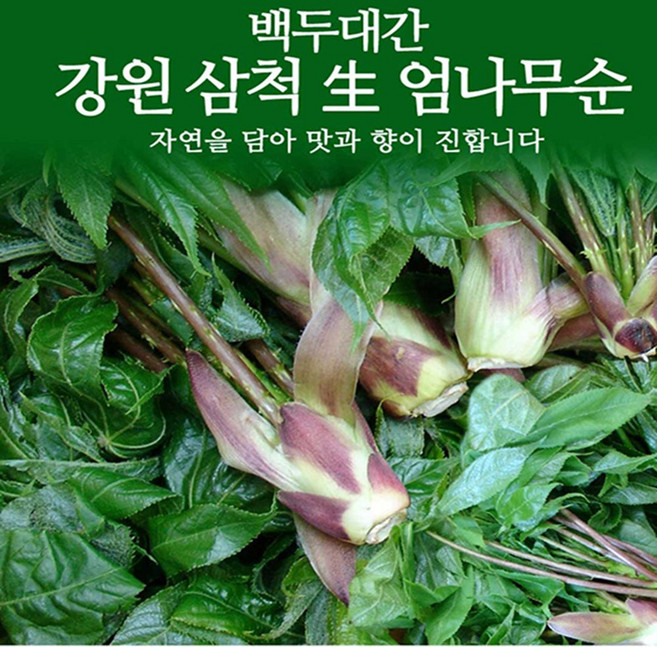 강원도 삼척 엄나무순 1kg / 개두릅 두릅 두룹 봄나물 장아찌 / 4월말-5월초 발송, 500g, 1개