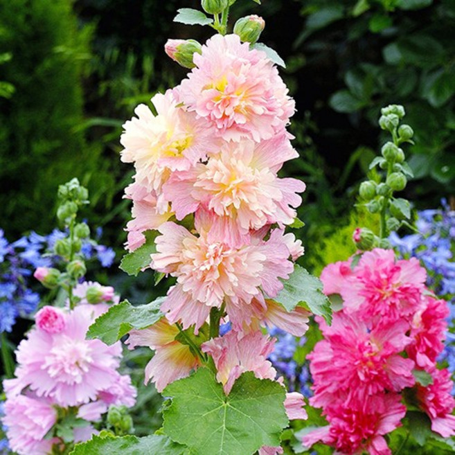 미니접시꽃 Queeny 4색 씨앗 선택구매, 살구색 10립, 1개