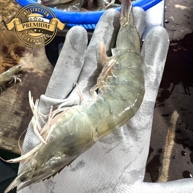 [재구매율이 높은 신선도 보장 횟감용 활흰다리새우] 국내산 고흥 생물 횟감용 활새우 생물 새우, 1박스, 정품 가정용 활 흰다리 새우 1kg 특상품