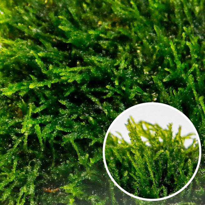 미미네아쿠아 음성수초 불꽃모스 (8x8)