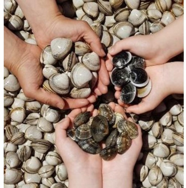 동죽10kg 산지직송 고창 물총조개 해감 업소용, 선택1 동죽10kg, 1개