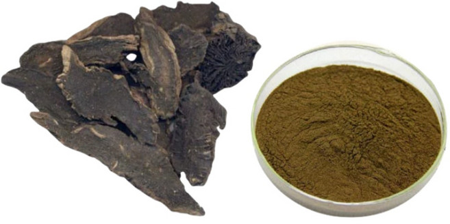 현삼 농축 추출물, 1개, 500g