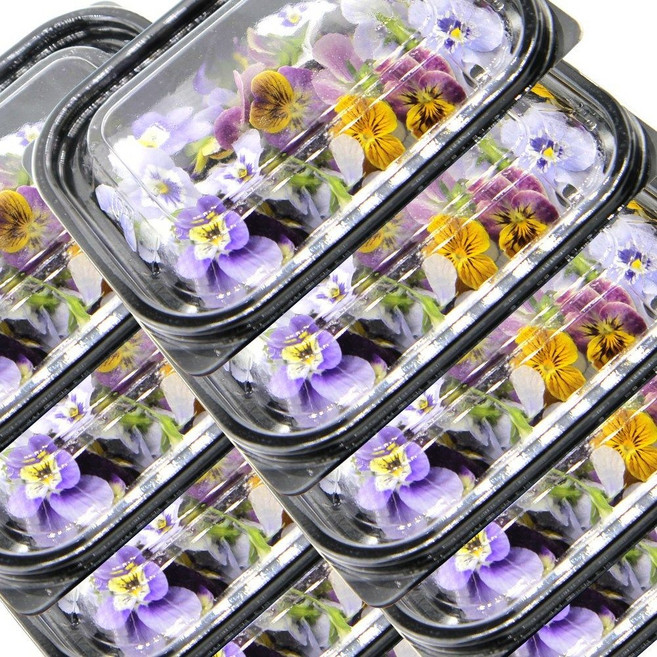 푸레아 식용꽃 비올라 도매 10팩 300송이 직접재배 당일수확 가니쉬 베이킹재료, 비올라_10팩(300송이)