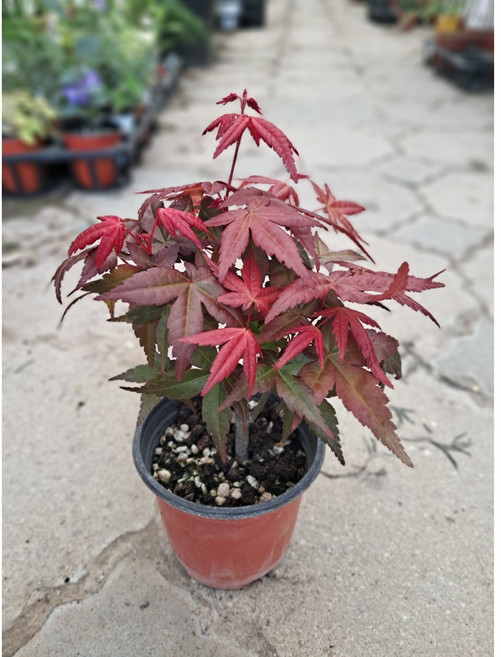 홍단풍나무, 1개, 0