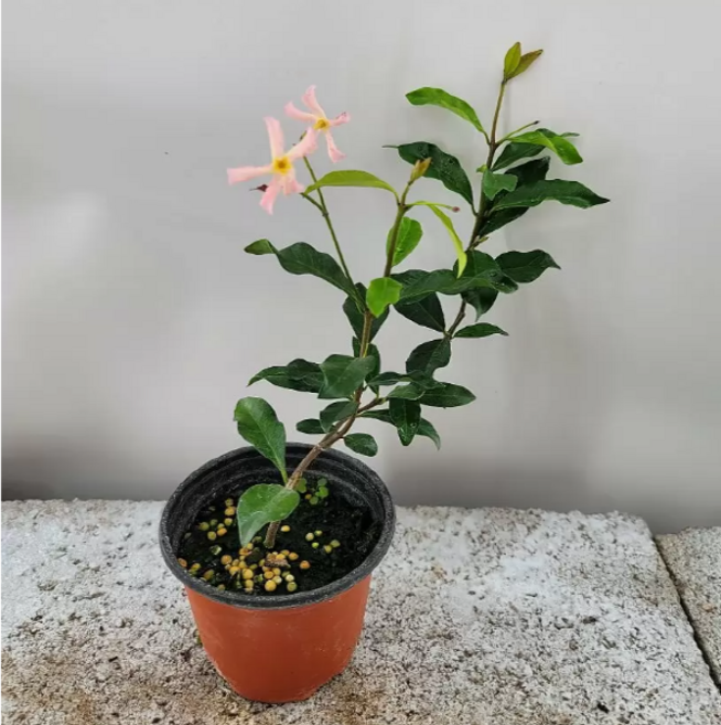 분홍 백화등(한목대) 새로입고 추위에 아주 강해요, 1개