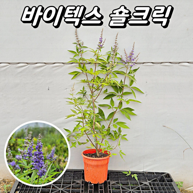 바이텍스 숄크릭(Shoal creek) H40~50cm 좀목형 꽃나무 묘목, 1개, 7치포트묘