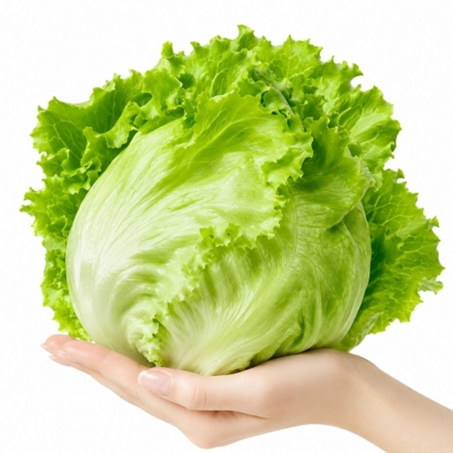 초록초록팜 [초록초록팜] 양상추 12구 5-6kg JW, 1박스, 5kg