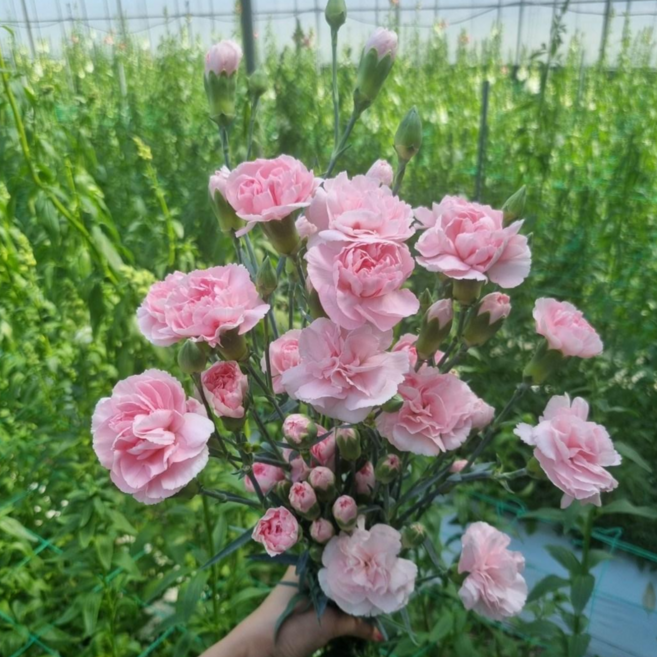 (설레임꽃) 다이아 스프레이 카네이션 생화 한단, 1개, 핑크