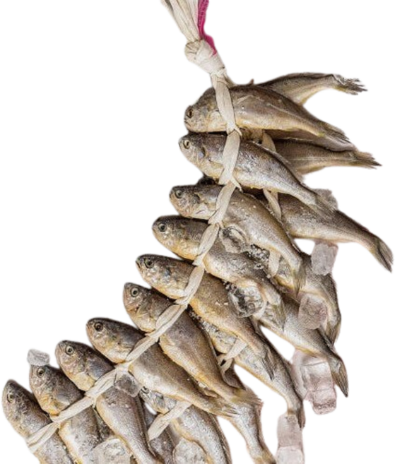 [산지직송] 영광 법성포 가정용 참조기 굴비 장줄 20미, 1개, 영광 굴비 장줄 20미 - 1.2kg