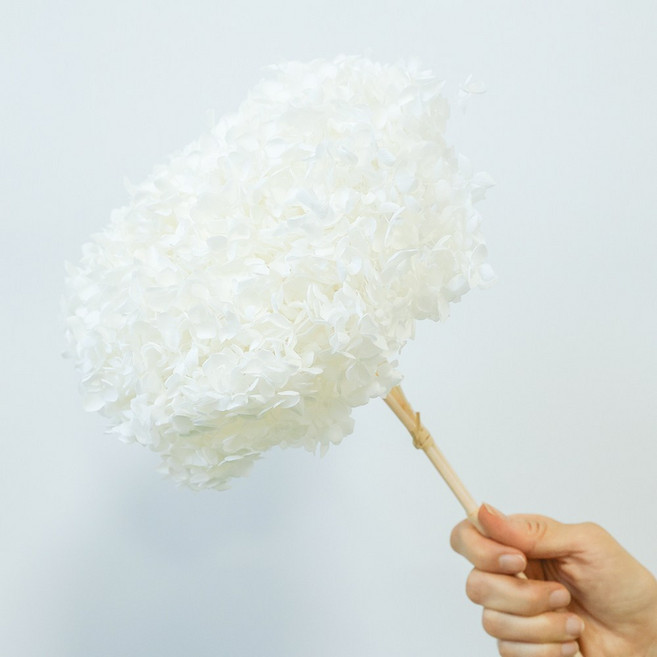 [플라워민트] 드라이플라워 수국 대용량 프리저브드플라워 도매, 1개, 크림