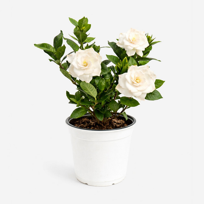 갑조네 꽃치자나무, 1개