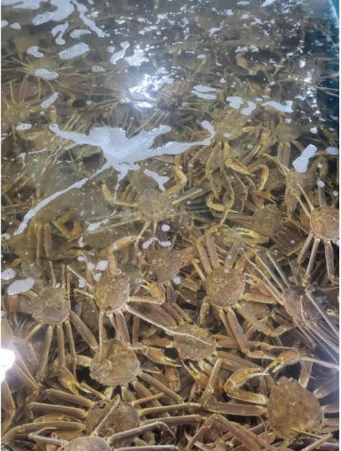 이바다수산 속초 홍게 박달 자숙 대게 스토우크랩 1KG 2KG 3KG, 자숙 러시아 박달대게 3KG(3미), 1개