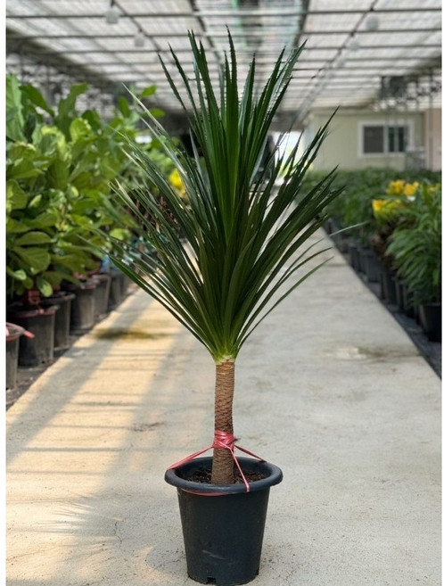 개업화분 드라세나 드라코 대품 반려식물 플랜테리어 에이피플랜츠, 1개, 기본