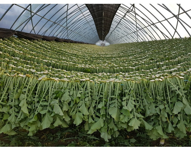 건시래기 10kg 무청 시래기 시레기 [강원도 양구군], 식당용 10kg, 1개