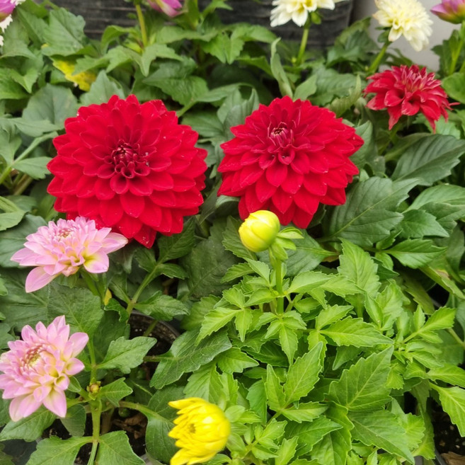 그린세상 초록가든 다알리아 5치화분 15cm 모종 (색상랜덤) 야생화 꽃모종, 1개