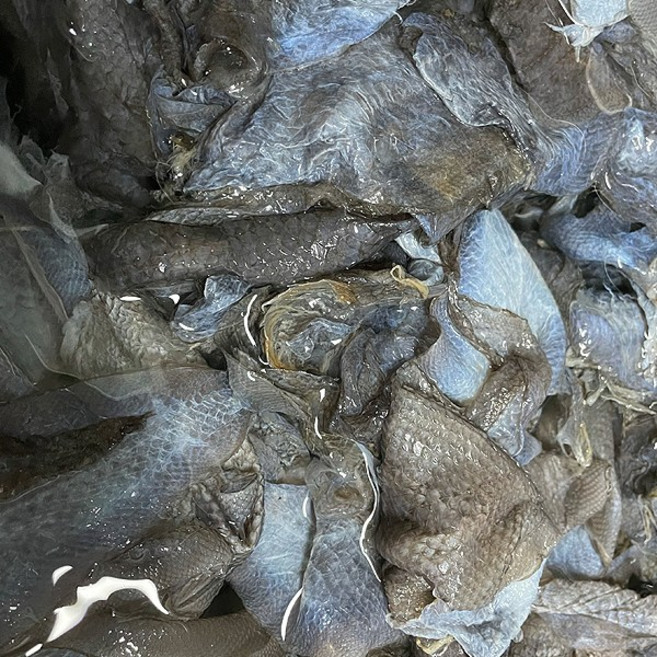 박대묵재료 박대껍질 벌버리묵재료 생선껍질 대용량 박대껍질, 1개, 10kg