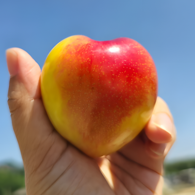 [하루딱30박스] 고당도 햇자두 하우스 자두, 1개, 1.5kg (특품)