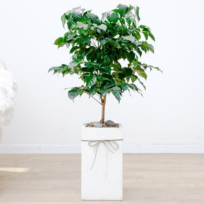 드셀플라워 금전수 돈나무 개업 화분 집들이 선물 승진 사무실 이전 병원 개원 식당 개업식 축하 화분 배달 당일배송 흰색사각 시멘트, 1개, 16.중형_녹보수 흰색사각 시멘트