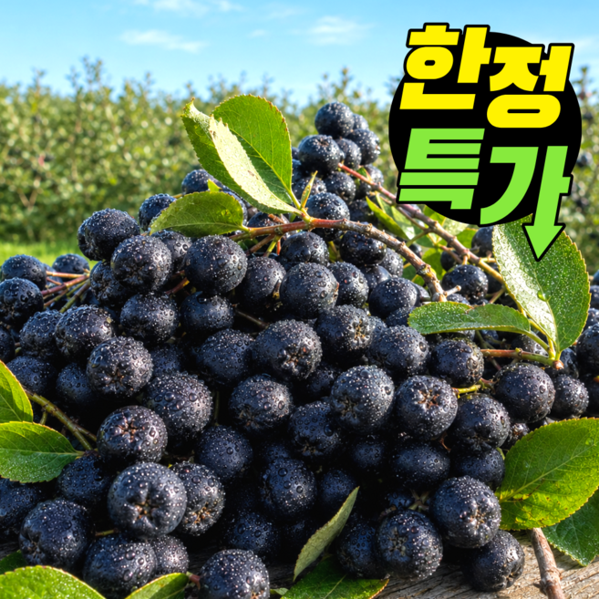 8위 - [노마진특가] 산지직송 햇 아로니아 생과, 5kg, 1개