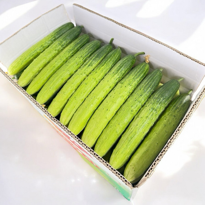 [산지직송 당일수확] 천안아우내 오이 백다다기 백오이 오이지용 소박이용 - 쿠쿠팜 악어오이, 50개, 특등급 10kg