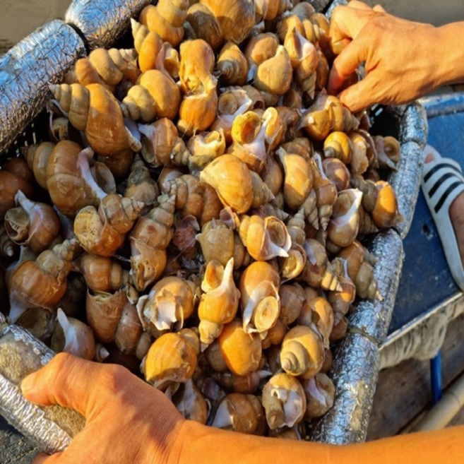 잡은 동해안 활 골뱅이 1kg 백골뱅이 흑고동 흑골뱅이, 1개, 생물 흑고동 1kg
