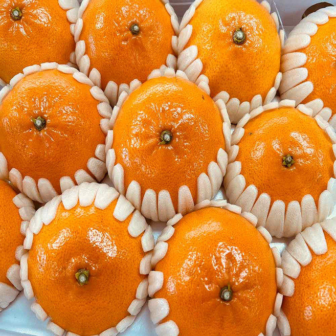 [당일100박스한정] 제주 천혜향 선물세트, 1박스, 천혜향3kg 11-13과