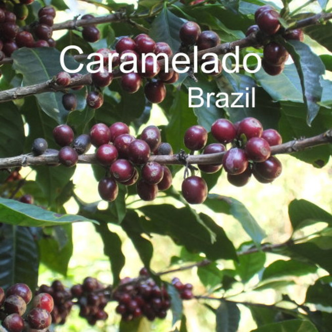[위트러스트] 브라질 카라멜라도 200g Brazil 스페셜티 커피, 홀빈, 1개
