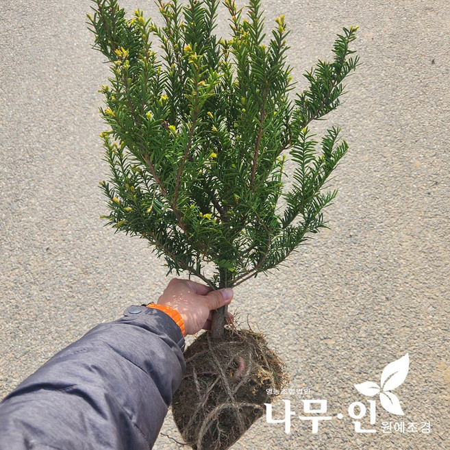 [나무인] 눈주목 5개 무배