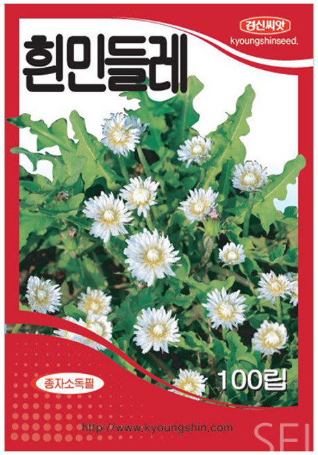 세인화분 흰민들레 100립 - 씨 씨앗 꽃씨 민들레 재래종, 1개