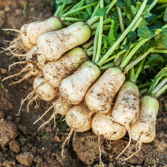 국산 알타리무 김장용 알타리김치 무우, 1개, 약 2.5kg 내외