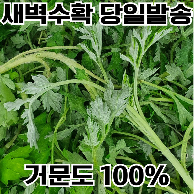 [하루50박스만] 거문도 해풍쑥 국산 쑥 생쑥 햇쑥, 1박스, 500g