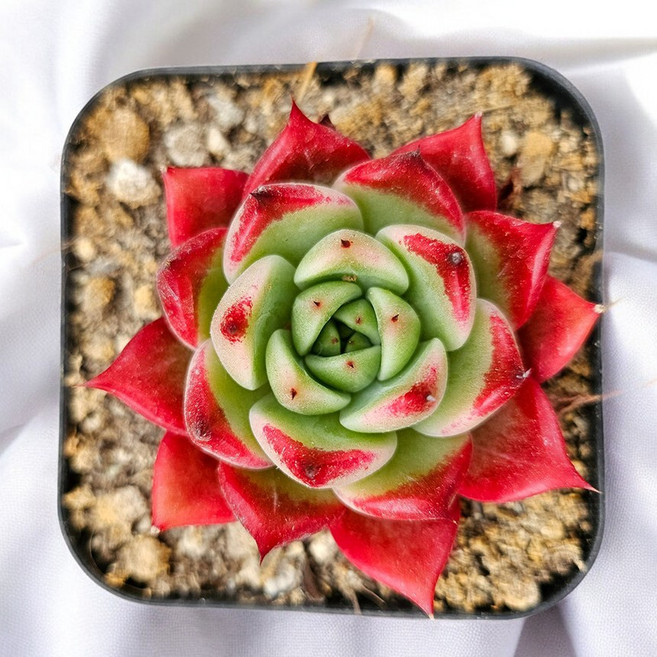 사라보니 슈퍼클론 고급다육 다육이화분 사각포트, 1개