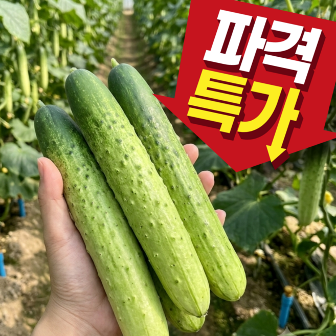 [1차완판]국내산 산지직송 가성비 백오이 백다다기오이, 1개, 5kg