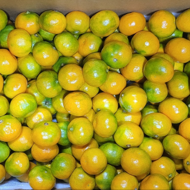 제주 조생 노지감귤 감귤 귤 로얄과 중대과 농장을부탁해, 1박스, 중대과 1.5kg