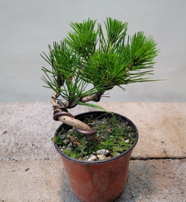 소나무분재 소품 해송, 1개