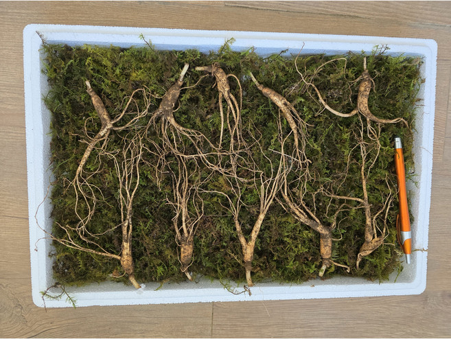 천생삼 산양산삼 6 8 10년근 정삼 5~20뿌리 산삼 산양삼 장뇌삼, 선택3. 5~6년근 20뿌리, 1개