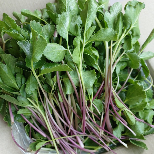 영덕 해방풍나물 갯방풍 방풍나물 당일수확발송, 1개, 3kg