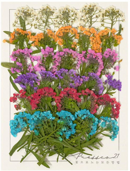 프레스코21 압화 꽃송이 누름꽃 조화 만들기 압화재료 공예 혼합꽃팩 마가렛, 알리슘줄기(원색)