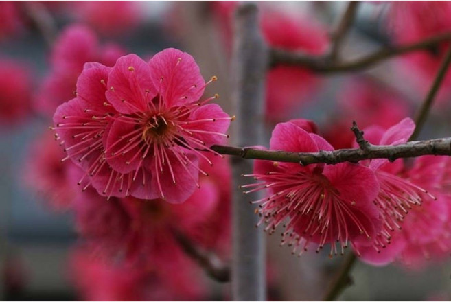 [에덴농원] 홍매화 설중매 홍매실 매화매실꽃나무 묘목 털털이 뿌리묘 접목 2년생, 1개, 설중매 / 접목2년 / 상묘