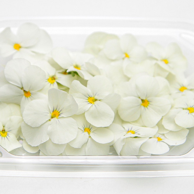 푸레아 식용꽃 제철 비올라꽃 스노우 블룸 30송이, 비올라꽃 스노우 블룸 30송이 1개, 1개