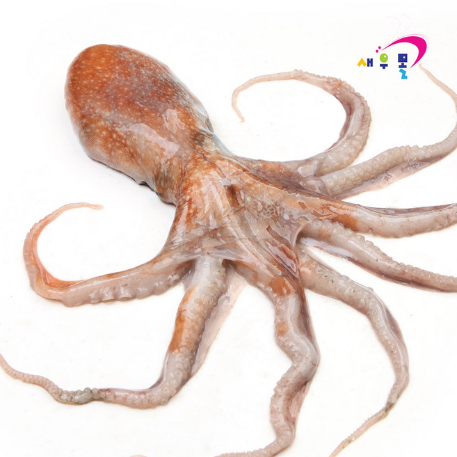 -60도 동해 발문어 1kg 쭈꾸미 식감의 부드러운 문어, 1개