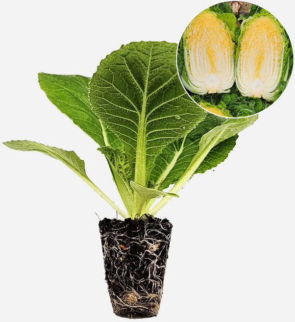 마이플랜트 황금배추 CR황금 모종, 2개