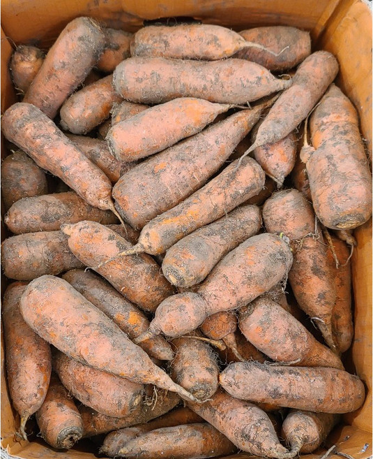 국내산 제주 햇당근 흙당근 쥬스용 업소용, 1박스, 5kg