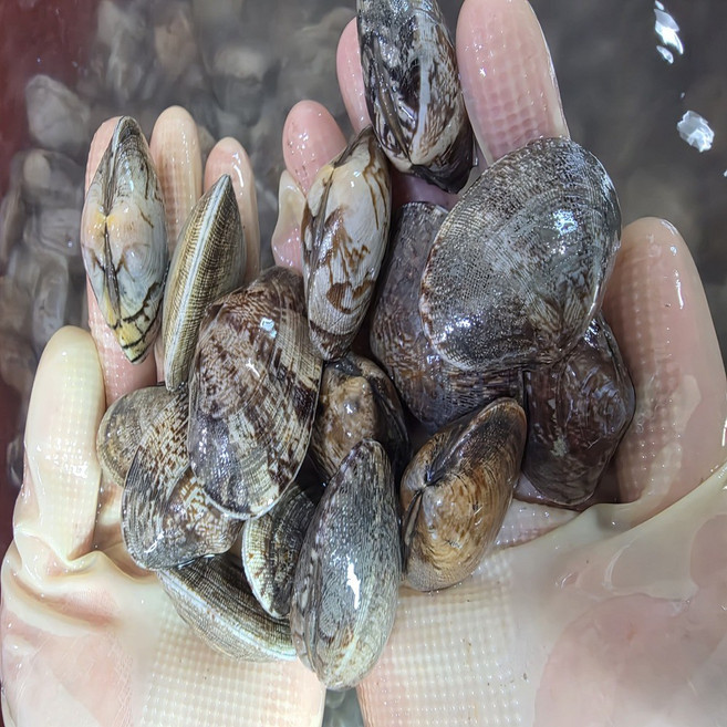 남해안 활 바지락 신선 해산물 깐바지락, 1박스, 깐 바지락 250g