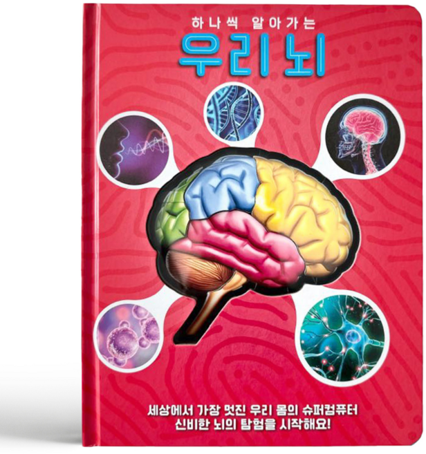 룰루아이 하나씩알아가는우리뇌 인체책 우리몸도서 과학책 우리뇌