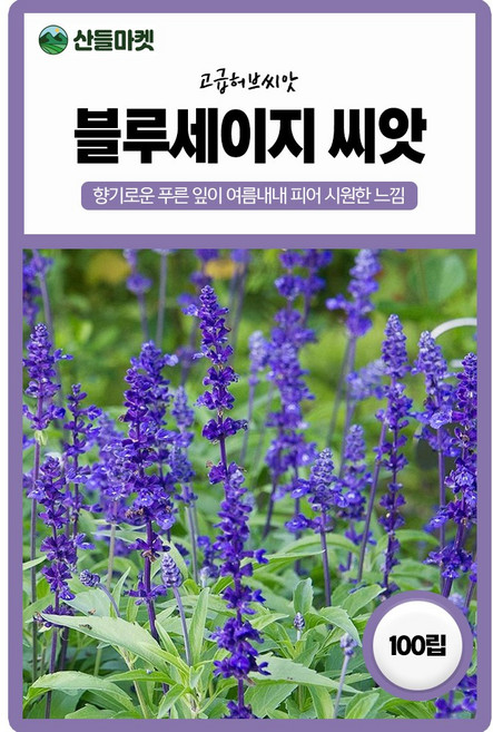 세계종묘 블루세이지 씨앗 100립 블루세이지 꽃씨 허브 종자, 1개
