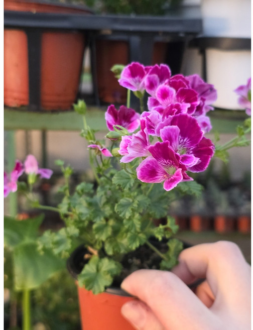 에이피팩토리 엔젤아이스 레드 랜디제라늄 소품 10-20cm 45, 1개