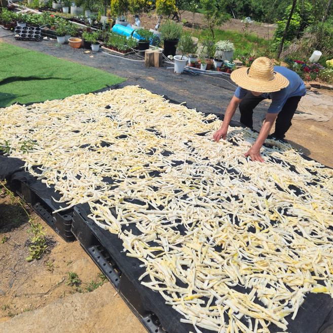 전남 구례 말린죽순 건죽순 햇죽순, 1개, 300g