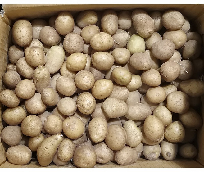 국내산 감자 수미 하지 햇감자 소 알감자, 1개, 1kg