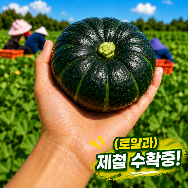 [한정 하루 50박스]제주직송 미니 밤호박 로얄과 보우짱, 1박스, 10kg
